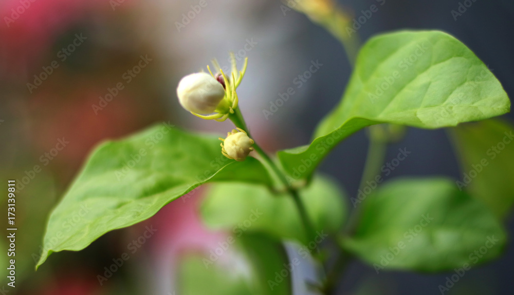 Jasmine flower buds at tree in Indonesia. Jasmine flower buds at tree in Indonesia.