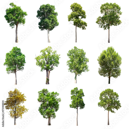 Set of isolated trees on white background.