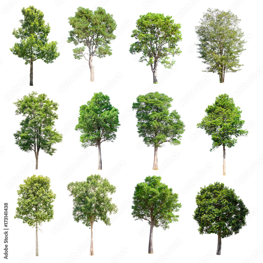 Set of isolated trees on white background. Set of isolated trees on white background.
