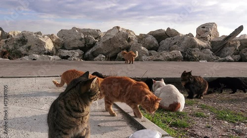 Homeless cats on the seacoast, Istanbul 