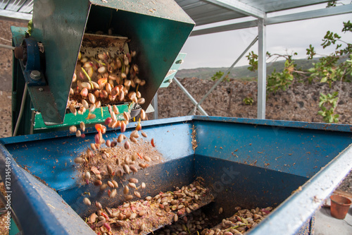 Just picked pistachios falling in the machine for the dehusking process, Bronte, Sicily