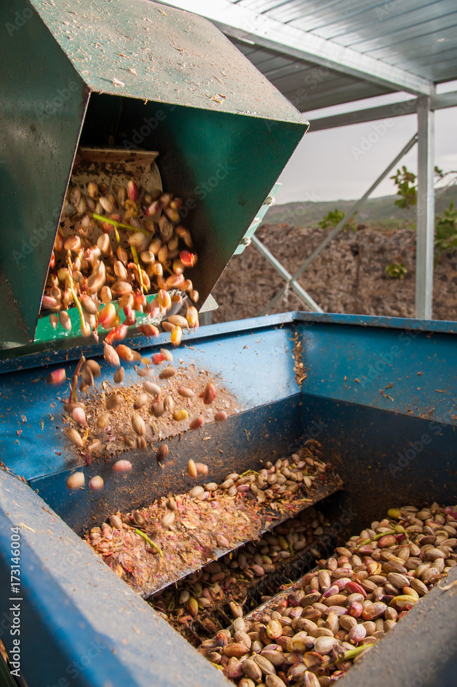 Just picked pistachios falling in the machine for the dehusking process, Bronte, Sicily Just picked pistachios falling in the machine for the dehusking process, Bronte, Sicily