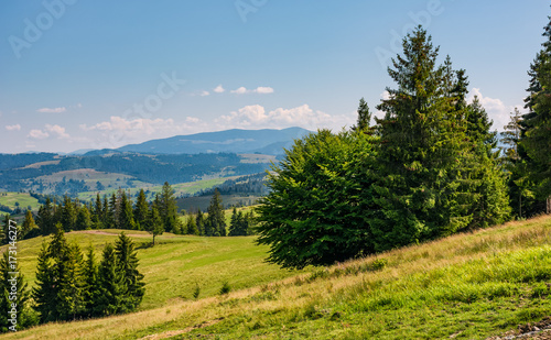 spruce forest on rolling hills. gorgeous mountain landscape in fine summer weather under blue sky with cloud