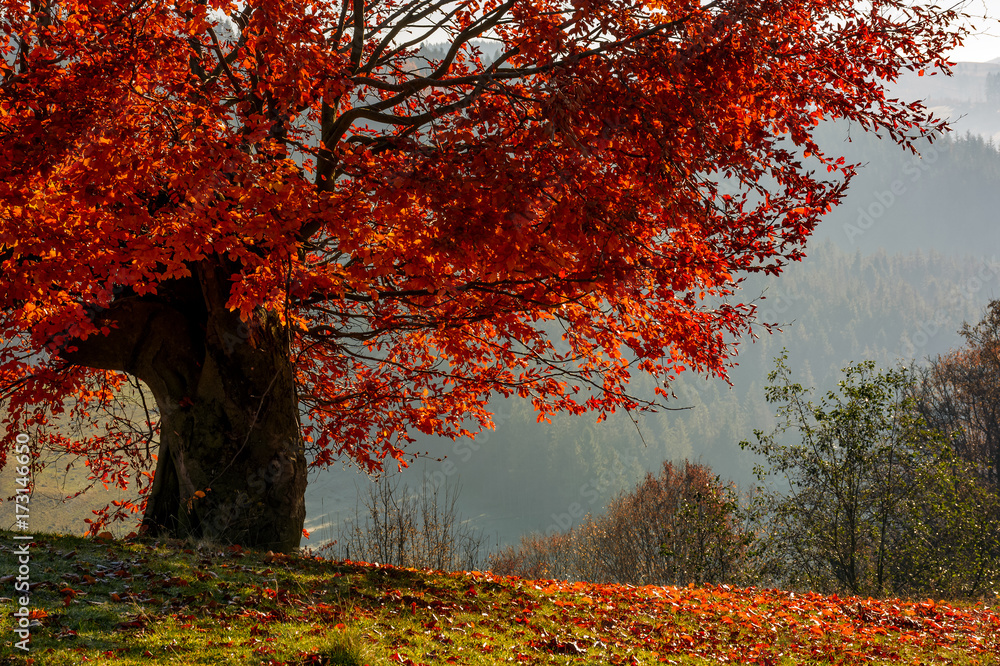 tree with red leaves on hillside with fallen leaves on grassy meadow. beautiful scenery on hazy autumnal morning in countryside