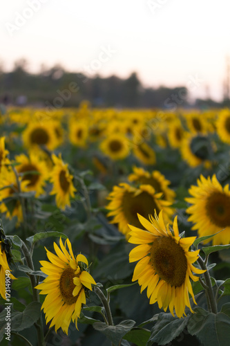 Bright Yellow Sunflower in Field