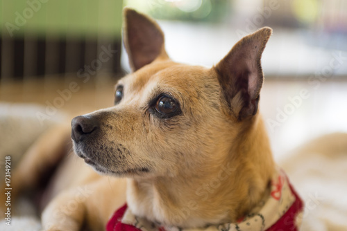 Profile portrait of a Chihuahua dog.