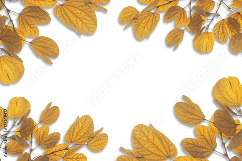 Texture of the leaves yellow abstract background. Workspace.