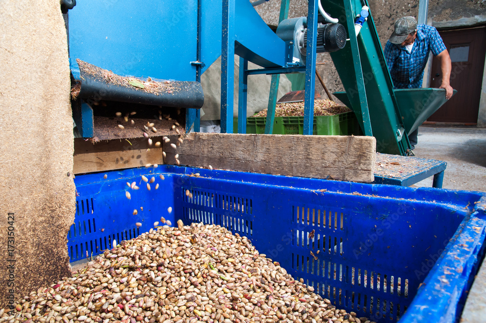 The process of dehulling of pistachios, then collecting in a bin