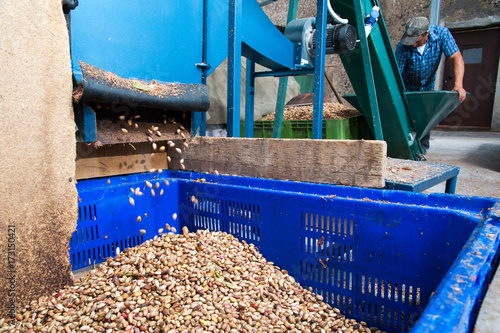 Obraz na płótnie The process of dehulling of pistachios, then collecting in a bin w salonie