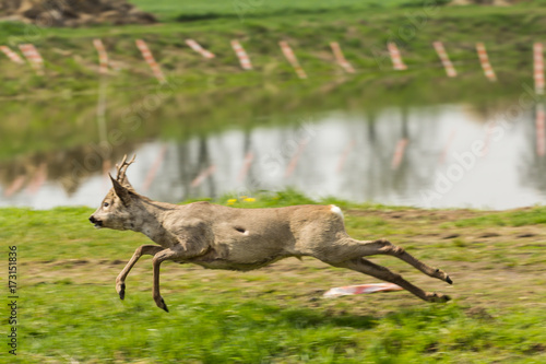 Fototapeta Naklejka Na Ścianę i Meble -  kozioł - sarna