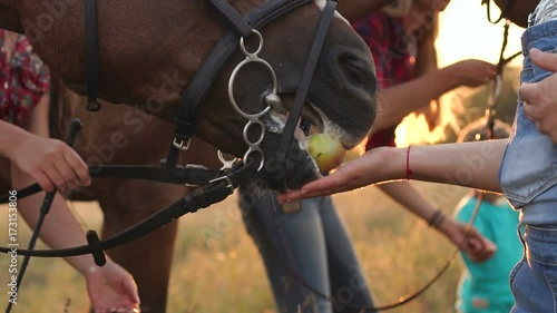 Big family with kids feeding the horses apples in a field on the farm. photo