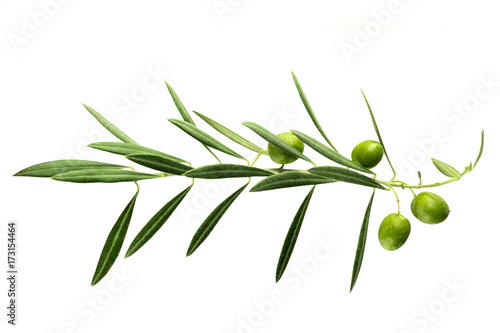 Vibrant olive tree branch with berries on white