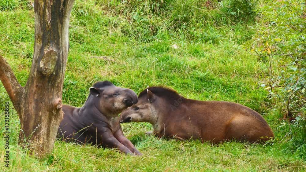 Two tapirs lie on the grass. Tapir yawns. Two tapirs lie on the grass. Tapir yawns.