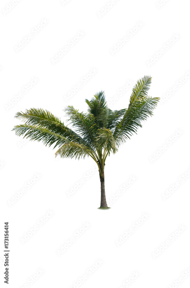 palm trees white background palm trees white background