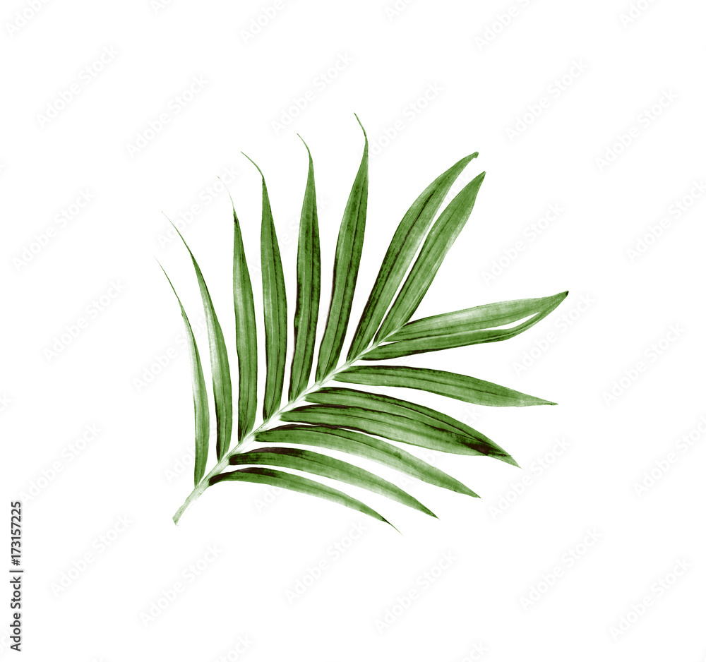 Green leaves of palm tree isolated on white background Green leaves of palm tree isolated on white background