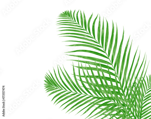 Green leaves of palm tree isolated on white background