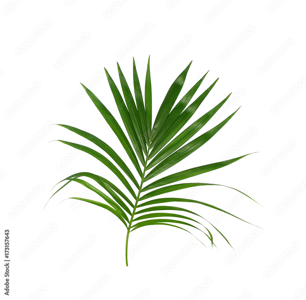 Fototapeta premium Green leaves of palm tree isolated on white background
