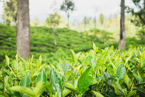 tea  plantation