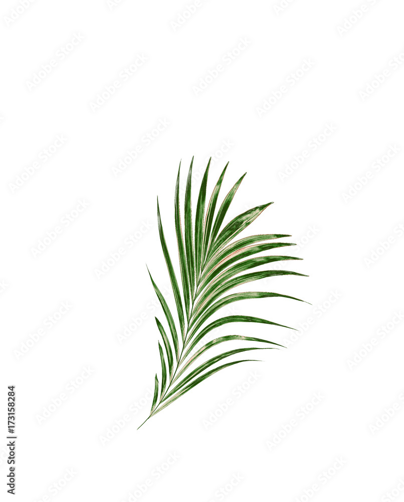 Fototapeta premium Green leaf of palm tree isolated on white background