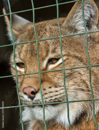 Closed wild lynx. photo