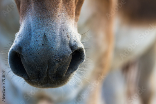 Healthy horse nose. © Ludmila Smite