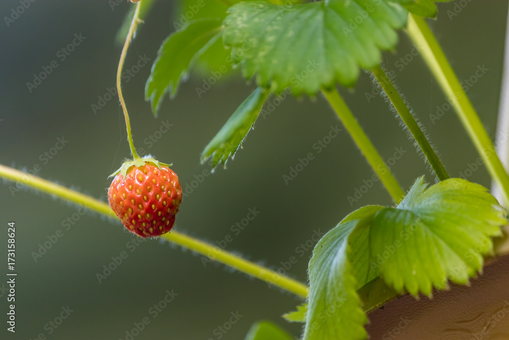young strawberry hanging from planter young strawberry hanging from planter