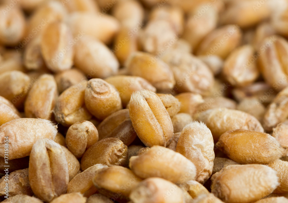 Surface of ripe grain. Surface of ripe grain.