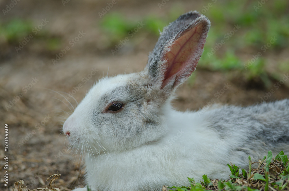 Fototapeta premium Little rabbit on green grass