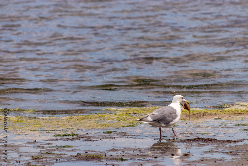 seagull carrying a clam shell along a shore seagull carrying a clam shell along a shore