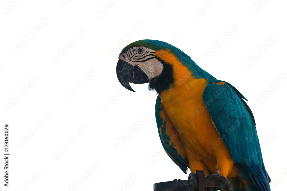 Macaw Parrot on white background