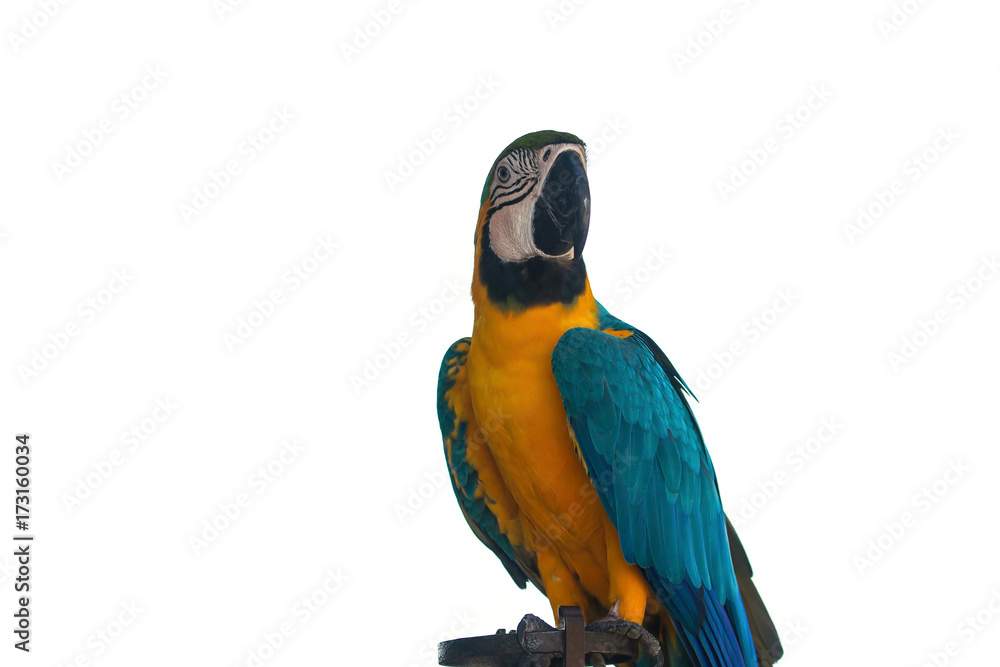 Fototapeta premium Macaw Parrot on white background
