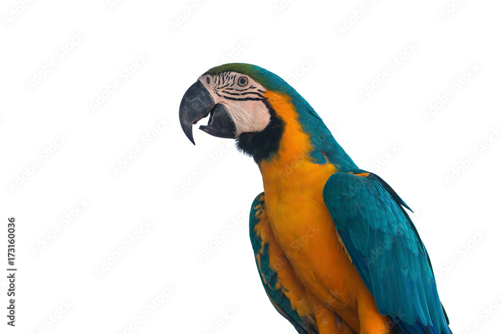 Macaw Parrot on white background