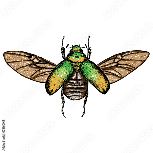 Insect stipple drawing isolated in color for Halloween. Insects and bug beetle in trendy colourful embroidery stippling and hatching, shading style. Vector.