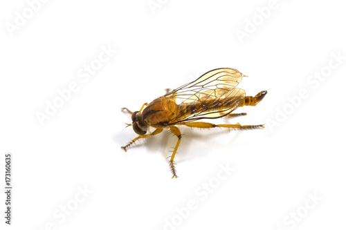 robber fly isolated on white background