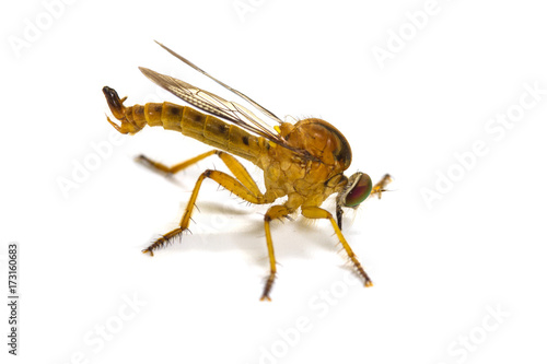 robber fly isolated on white background