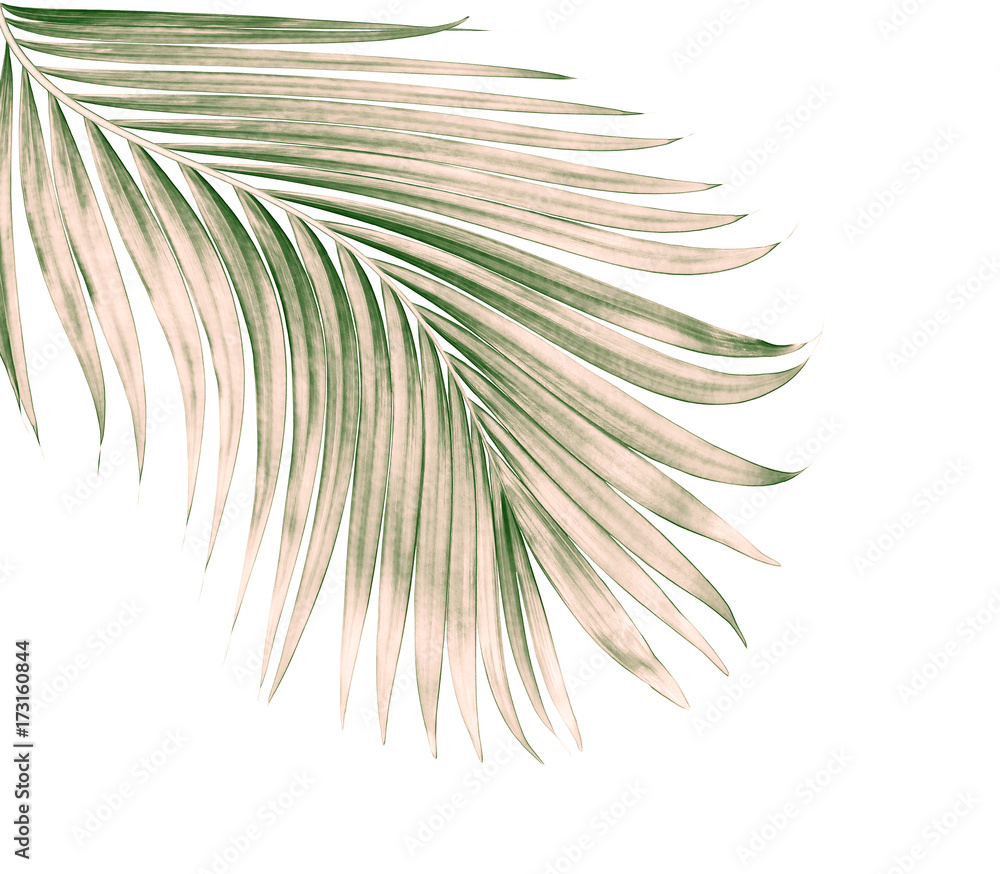 Fototapeta premium green leaves of palm tree isolated on white background