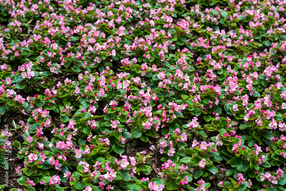Pink and white flowers in garden, filling frame. View of garden in Hongkong Park. Pink and white flowers in garden, filling frame. View of garden in Hongkong Park.