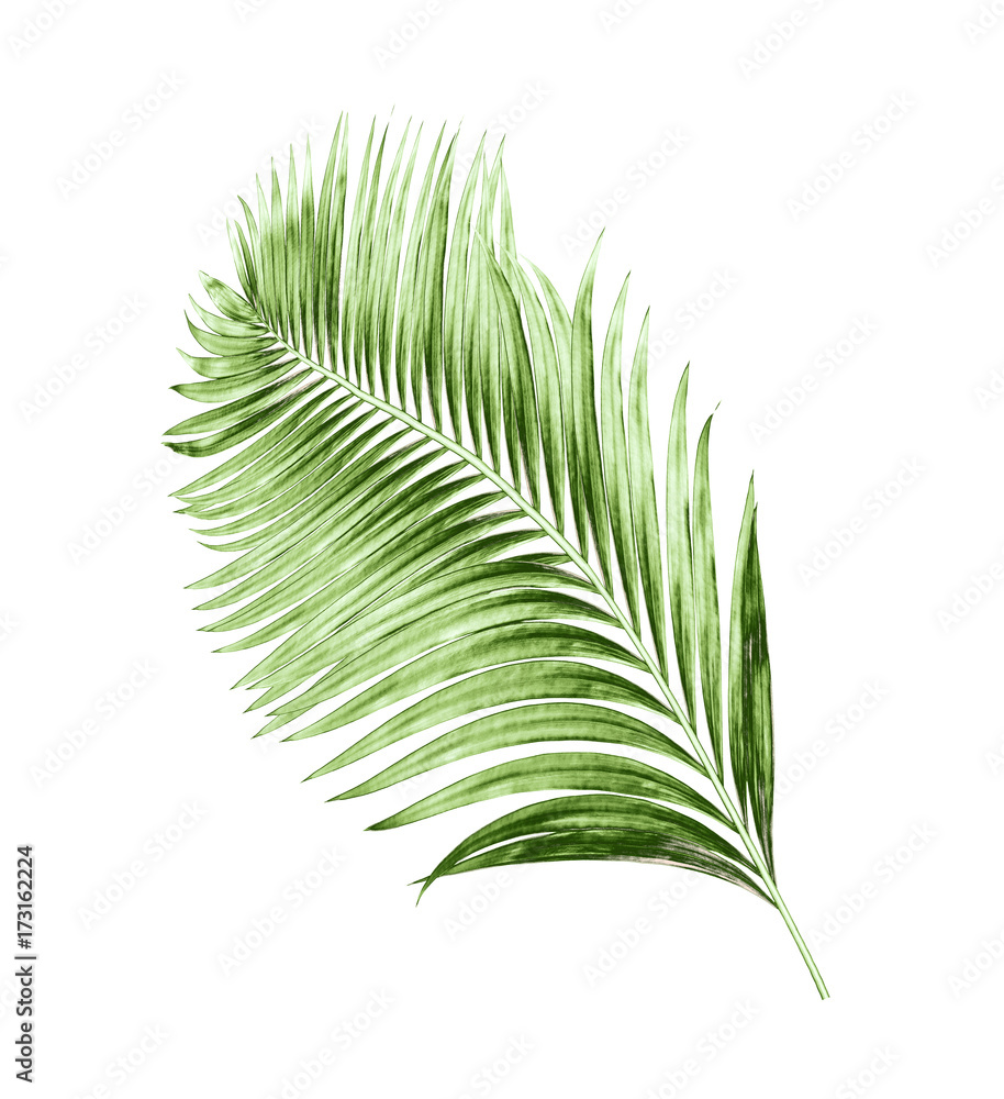 green leaves of palm tree isolated on white background green leaves of palm tree isolated on white background