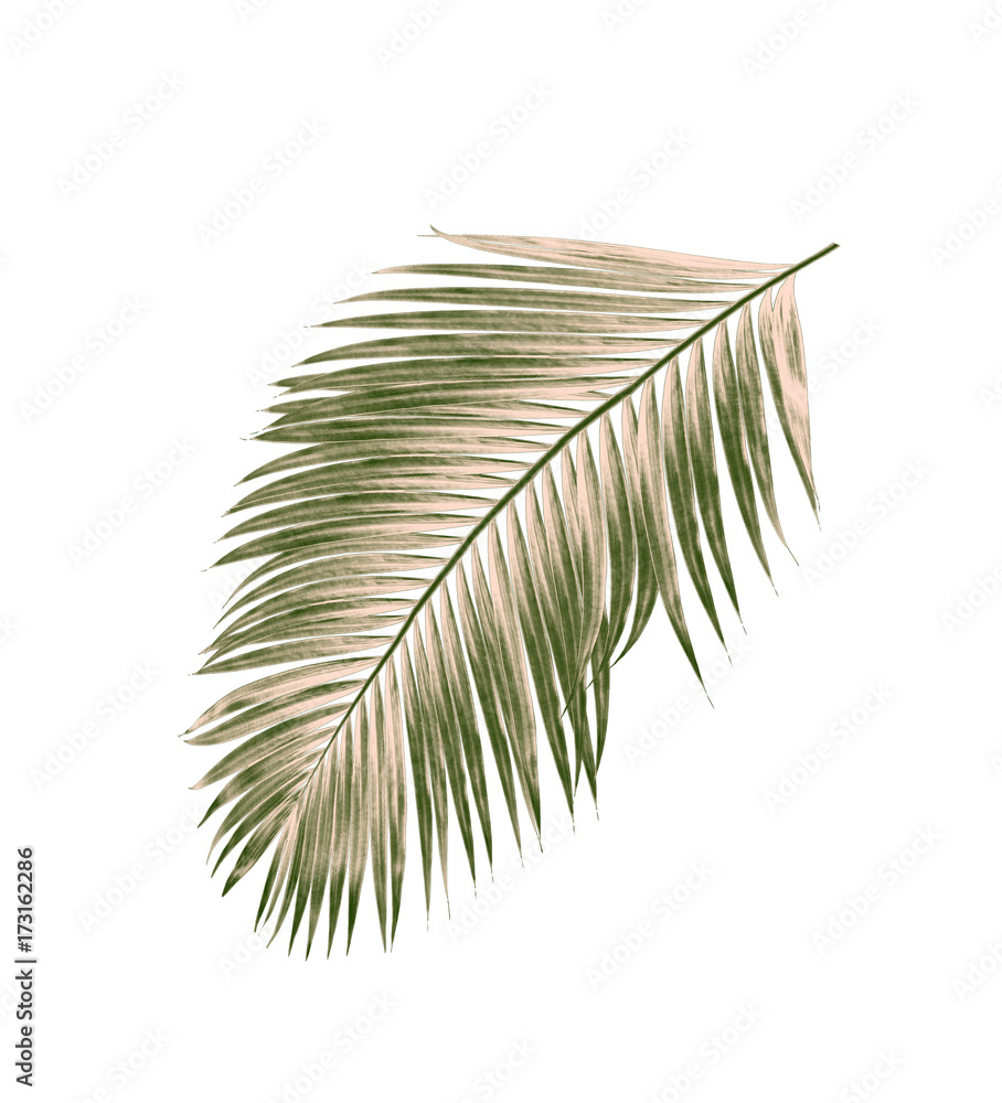 Fototapeta premium green leaves of palm tree isolated on white background