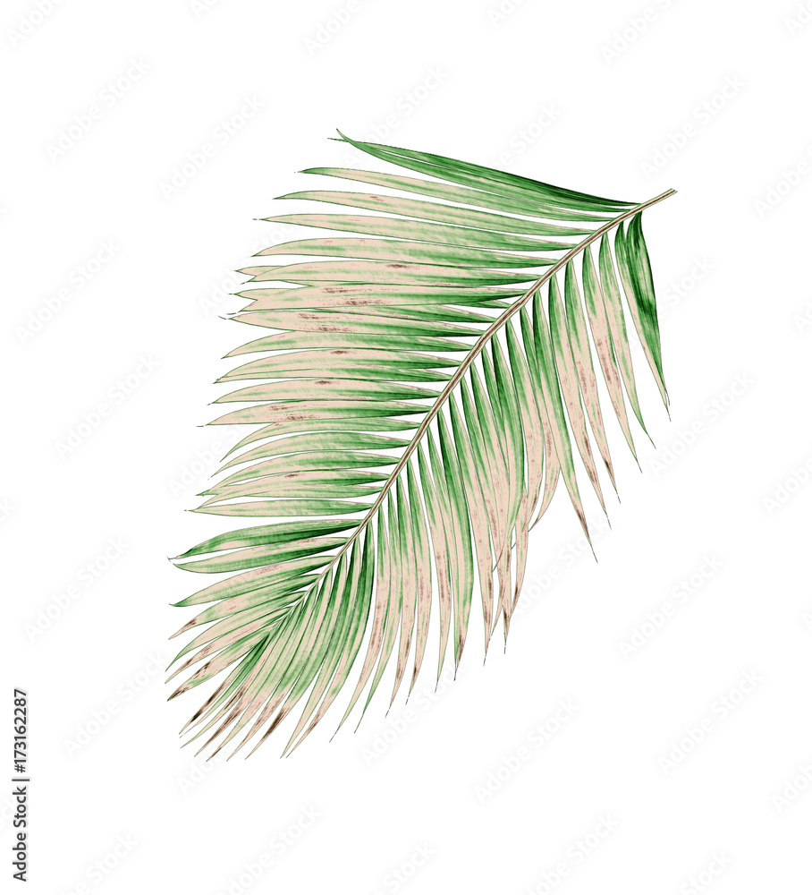 Obraz premium green leaves of palm tree isolated on white background