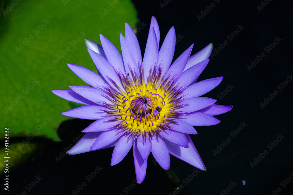 Beautiful waterlily or lotus flower with bee. Beautiful waterlily or lotus flower with bee.