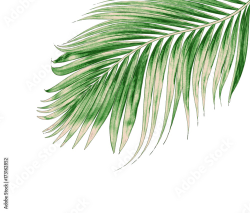 green leaves of palm tree isolated on white background