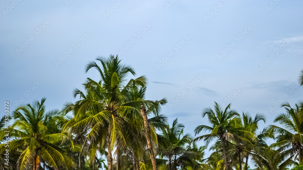 Coconut Trees off the Cliff at Cabo De Rama Beach, South Goa, India