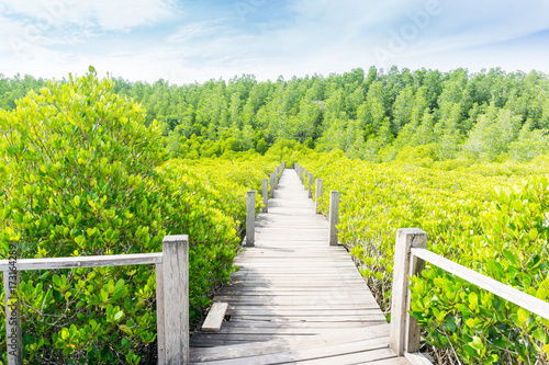 Beautiful mangrove forest, Nature Preserve and Forest (Tung Prong Thong) in Thailand. © black_J