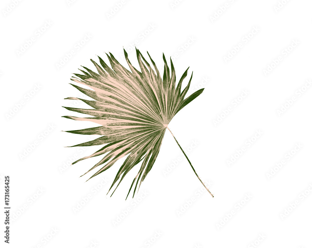 Fototapeta premium green leaf palm tree isolated on white background