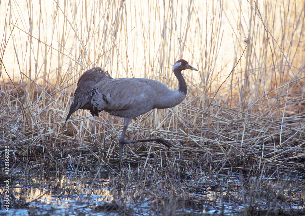 Naklejka premium Common crane (Grus grus).