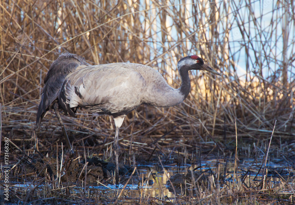 Naklejka premium Common crane (Grus grus).