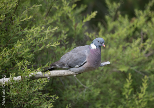 Common wood pigeon,   Columba palumbus