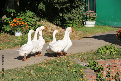 a flock of white geese walking along a village street photo