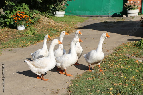 a flock of white geese walking along a village street photo